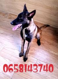 chien-malinois-charbonne-baba-hassen-alger-algerie