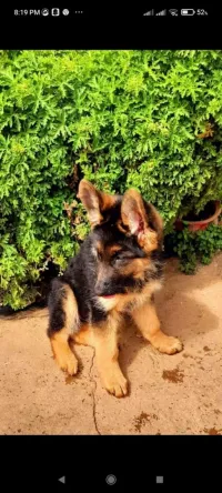 Berger allemand 