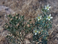 miel-derives-منتجات-النحل-thenia-boumerdes-algerie