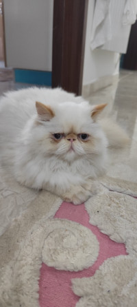 chat-persan-peke-face-pure-race-ouled-fayet-alger-algerie