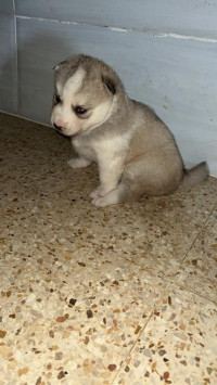 chien-chiots-husky-bab-el-oued-alger-algerie