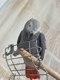 Peroquer guaboner