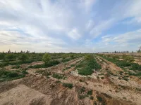 Vente Terrain Agricole Mascara Mohammadia