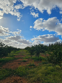 terrain-agricole-vente-oran-misseghine-algerie