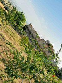 terrain-agricole-vente-ain-temouchent-algerie