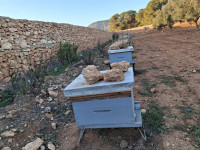 terrain-agricole-vente-oran-algerie