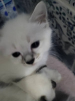 chat-vends-bebe-ragdolls-pur-race-bir-mourad-rais-alger-algerie