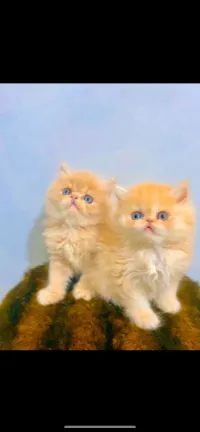 Chat persan 