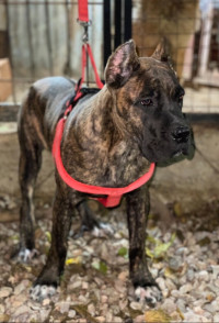 chien-cane-corso-birkhadem-alger-algerie