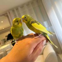 oiseau-couple-perruches-budgies-constantine-algerie