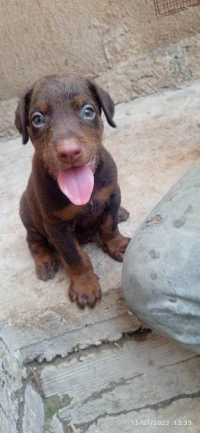 Chiot doberman