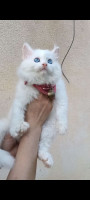 chat-chats-persan-chirazi-algerie