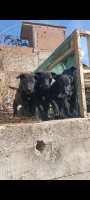 chien-malinois-bleu-mexicain-tizi-ouzou-algerie