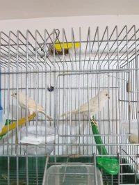  Couple Canaris satiné excellent 