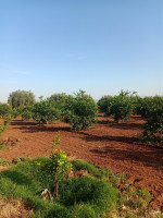 terrain-agricole-vente-tlemcen-hennaya-algerie