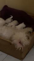 chien-chiots-bichon-maltais-nain-mostaganem-algerie