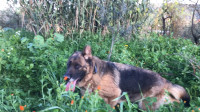 chien-berger-allemand-et-husky-guerrouma-bouira-algerie