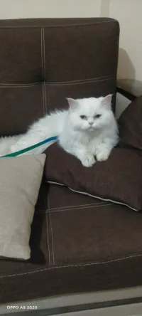 Chat persan pour accouplement 