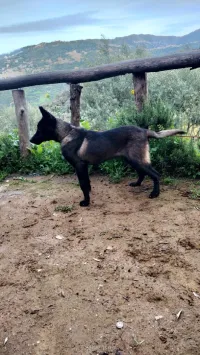 Berger malinois