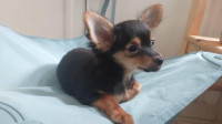 chien-chihuahua-pure-race-alger-centre-algerie