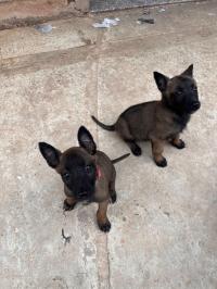 كلب-chiot-malinois-charbone-masc-noir-أولاد-موسى-بومرداس-الجزائر