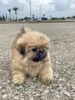 chien-chiots-pekinois-annaba-algerie