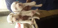 chiot dog argontino