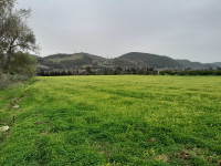 terrain-agricole-vente-tipaza-sidi-amar-algerie