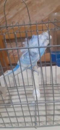 Perruche male hogomoro