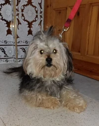 Yorkshire femelle âgé de 1 ans 