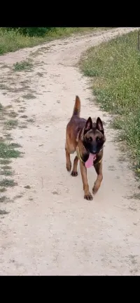 Malinois charbonnier 