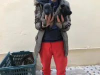 Malinois 