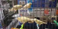 Vend des canaris adultes