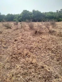 Vente Terrain Agricole Skikda Ben Azzouz