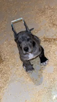 dogue allemand male