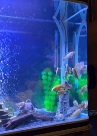 آخر-aquarium-مسيلة-المسيلة-الجزائر