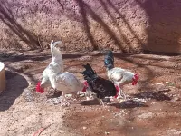 بيع سردوك و دجاج و فلوس عرب