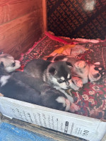 chien-husky-siberien-35-jours-mostaganem-algerie