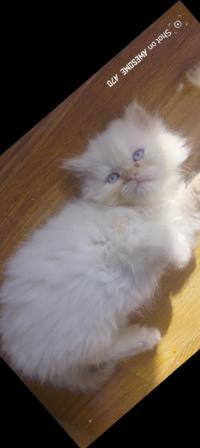 cat-persan-de-race-bir-el-djir-oran-algeria