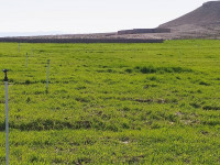 terrain-agricole-vente-djelfa-algerie