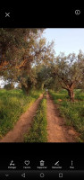 terrain-agricole-vente-mascara-algerie