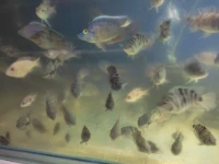 Vente poisson cichlide en gros 