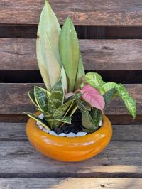 آخر-plante-dinterieur-decorative-grand-modele-نباتات-الزينة-للمنزل-السحاولة-الجزائر