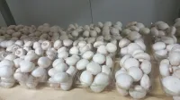 Champignon frais