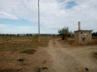 terrain-agricole-vente-tipaza-attatba-algerie