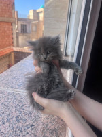 chat-chatons-persan-et-chirazi-oran-قطط-بيرسن-و-شيرازي-وهران-algerie