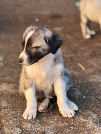 chien-des-chiots-kangal-sidi-bel-abbes-algerie