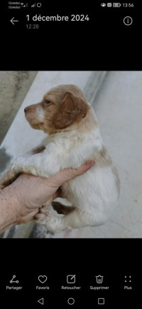 chien-de-chasse-tizi-ouzou-algerie