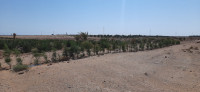 terrain-agricole-vente-biskra-oumache-algerie