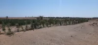 Vente Terrain Agricole Biskra Oumache